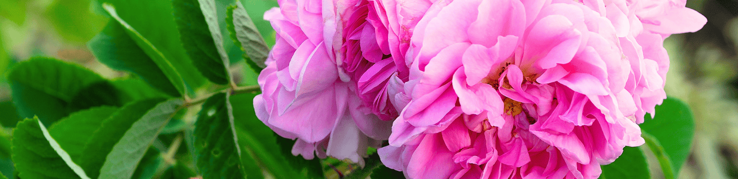 ROSE Line
