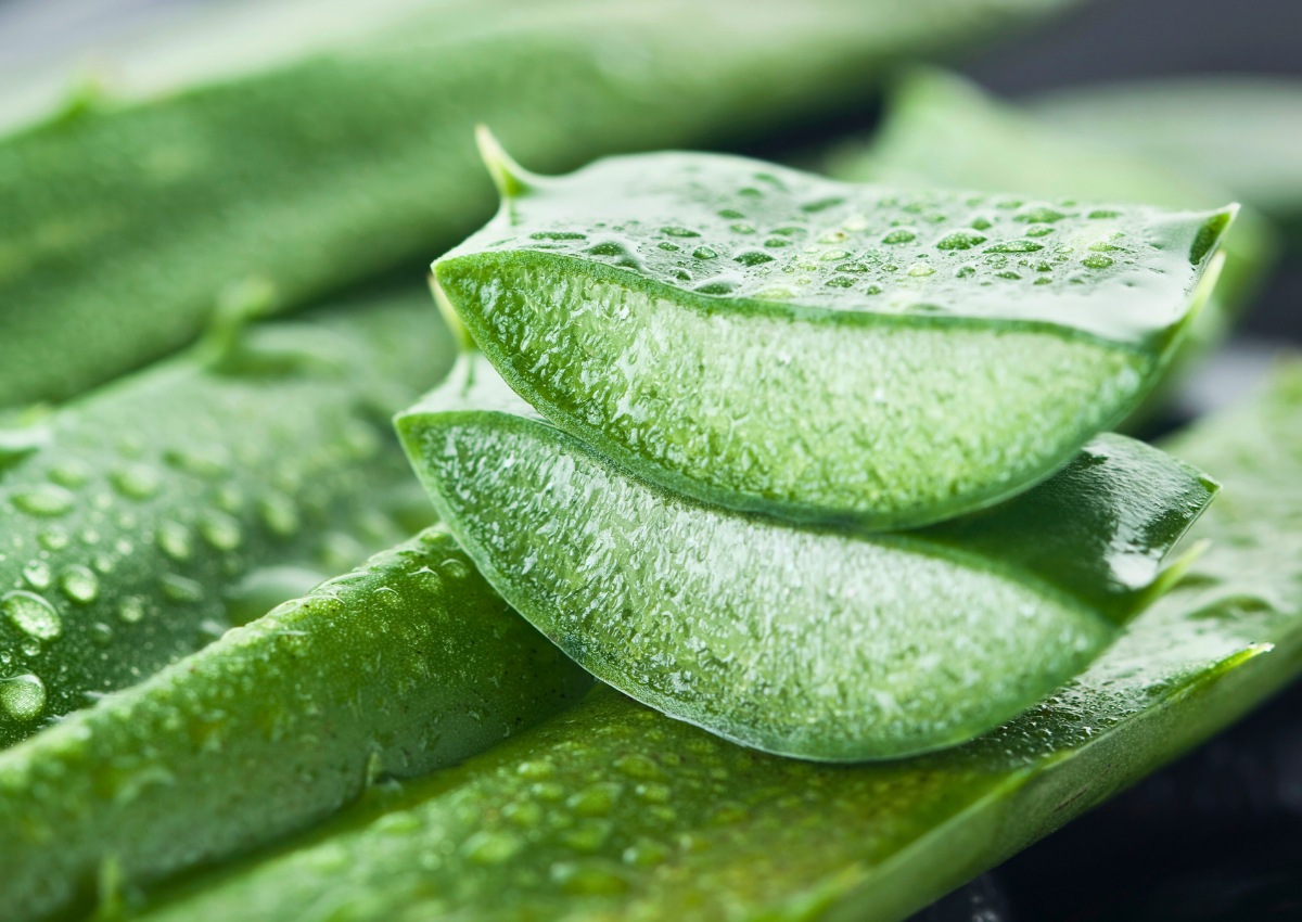 Aloe Vera (Aloe barbadensis)