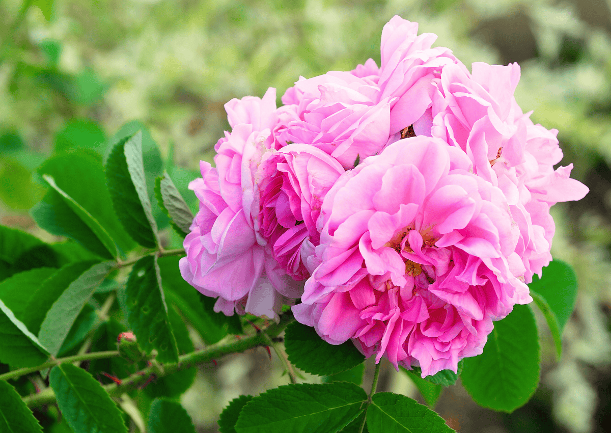 Damaszener-Rose (Rosa damascena)