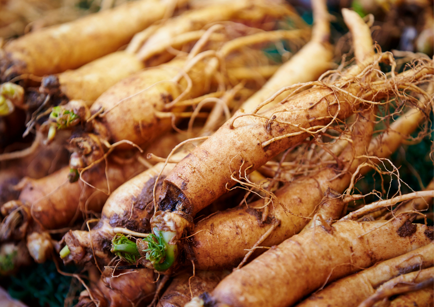 Ginseng (Panax Ginseng)
