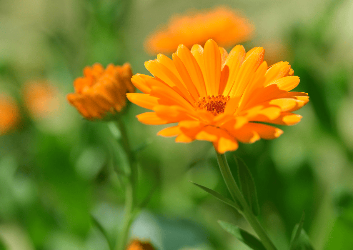 Ringelblume (Calendula officinalis)