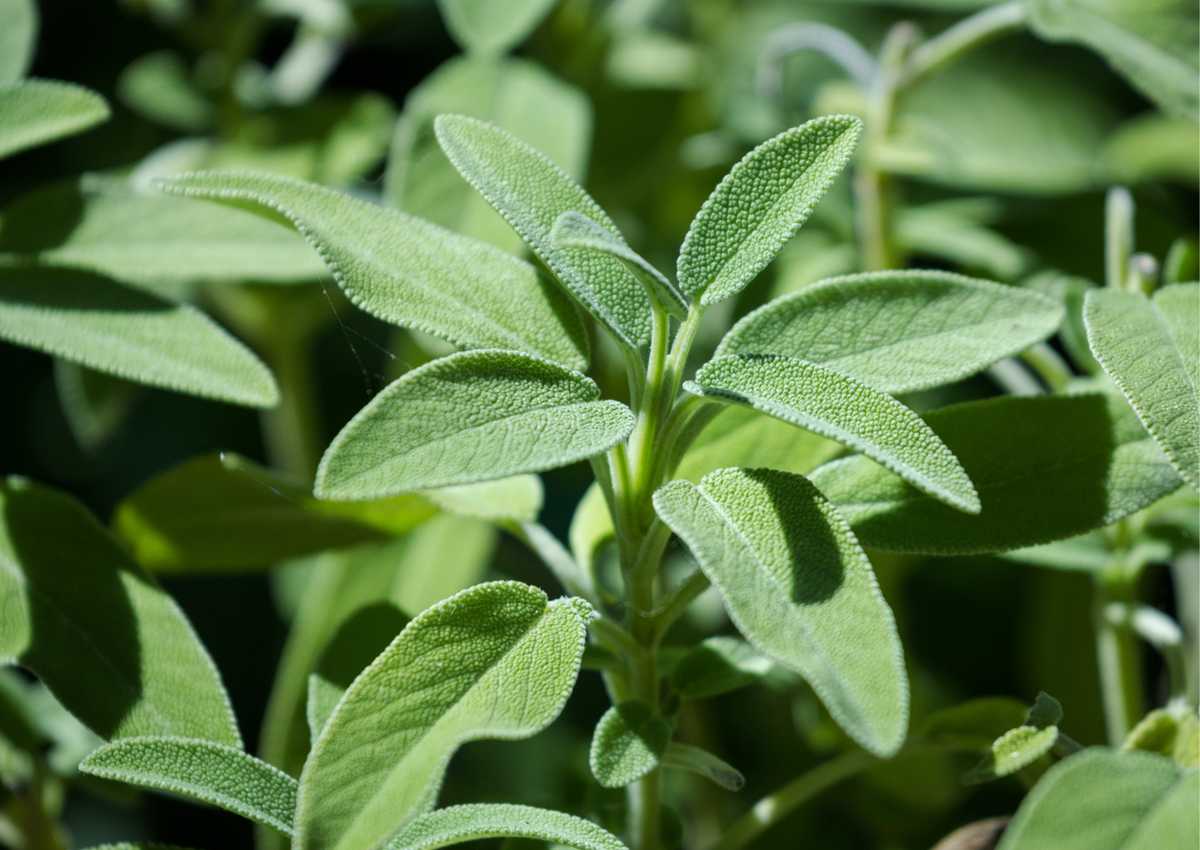 Salbei (Salvia officinalis)