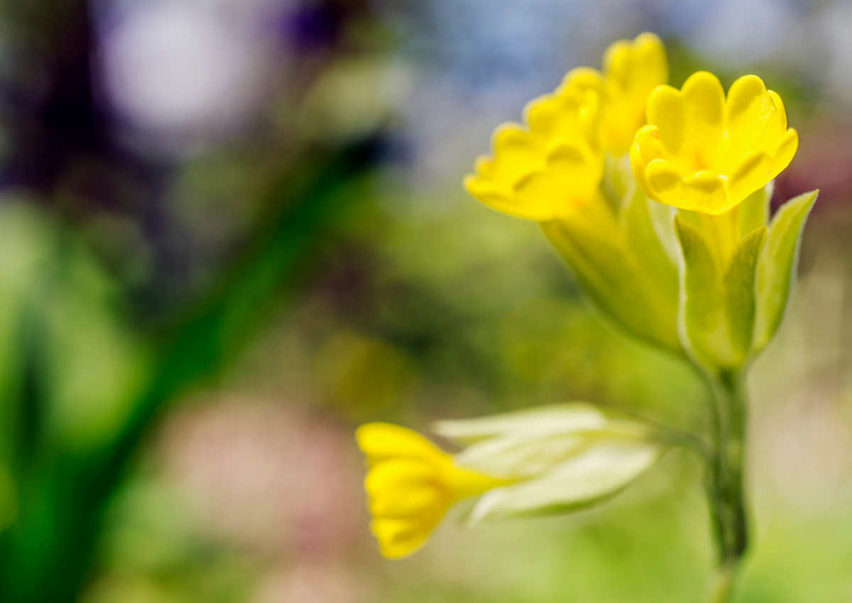 Schlüsselblume (Primula veris)